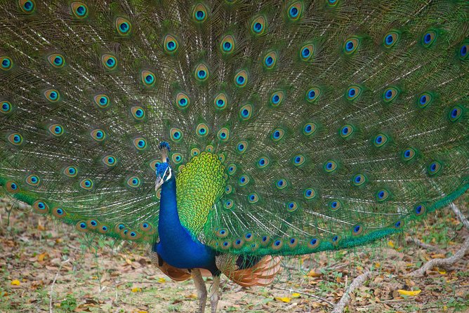 All Inclusive Yala National Park Jeep Safari from Colombo - Colombo to Yala: what the long transfer really feels like