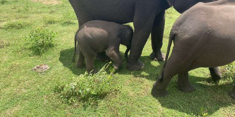 All inclussive Udawalawa National Park Safari From Colombo - Key things to know before you go