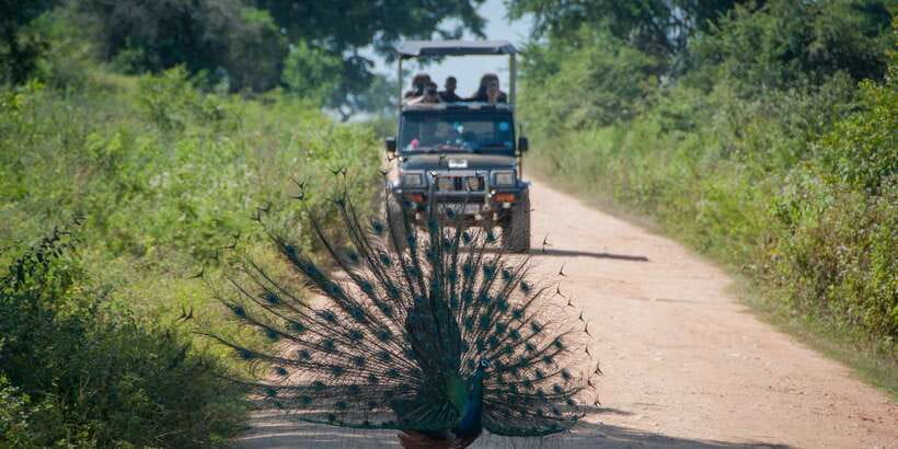 All inclussive Udawalawa National Park Safari From Colombo - Who this safari suits best (and who might prefer another plan)