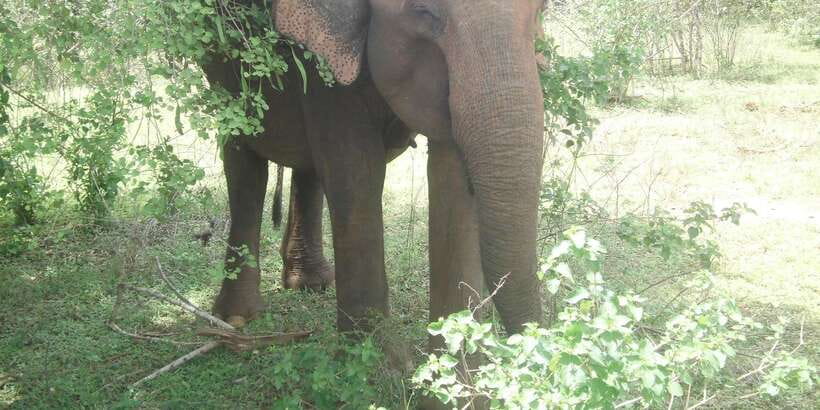 All inclussive Udawalawa National Park Safari From Colombo - Entering Udawalawa: your safari drive and what to look for