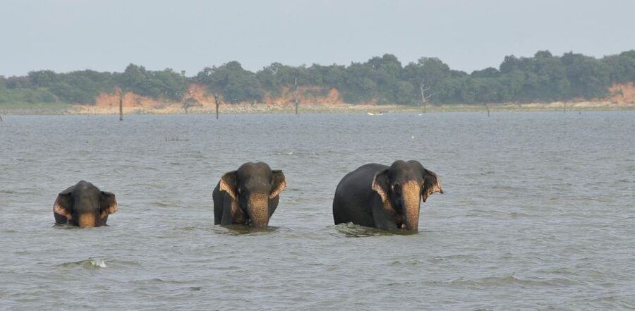 All inclussive Udawalawa National Park Safari From Colombo - Shared safari logistics: the comfort and limits you should expect