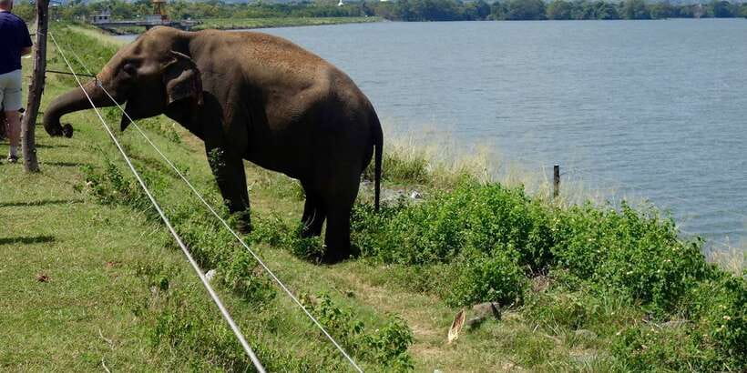 All inclussive Udawalawa National Park Safari From Colombo - How to maximize your elephant and wildlife sightings
