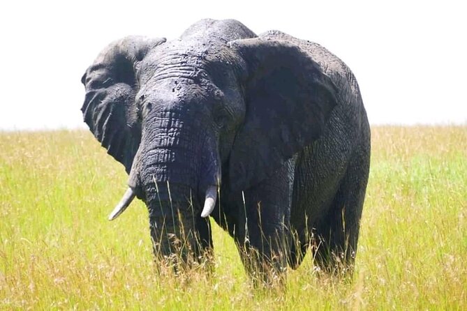 Amboseli national park over night - Nairobi to Amboseli, the overnight format that actually works
