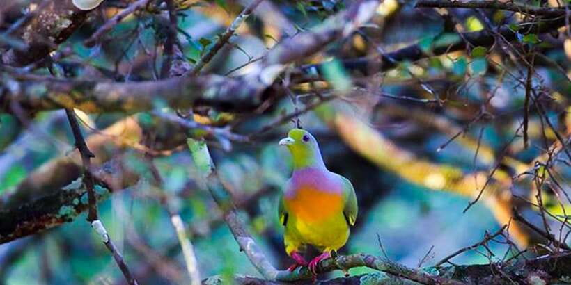 Anuradhapura: Full-Day Wilpattu All Inclusive Private Safari - Key things that make this Wilpattu safari worth your day