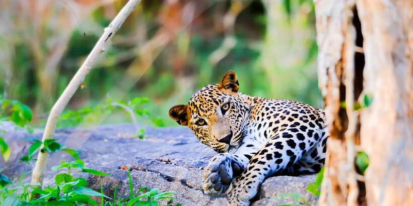 Anuradhapura: Full-Day Wilpattu All Inclusive Private Safari - The first game drive: why you want your best focus early