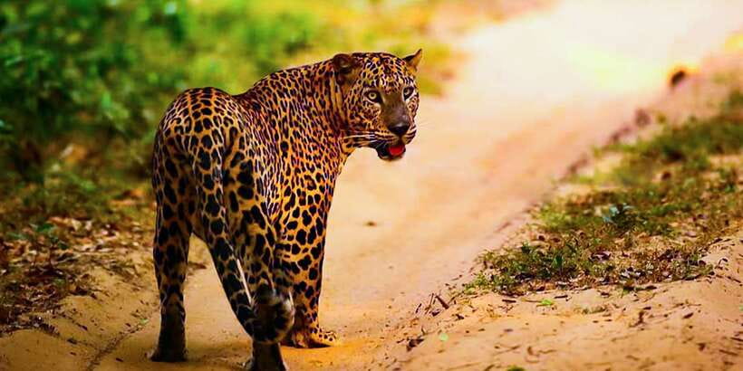 Anuradhapura: Full-Day Wilpattu All Inclusive Private Safari - The role of the driver-guide: it can make or break your sightings