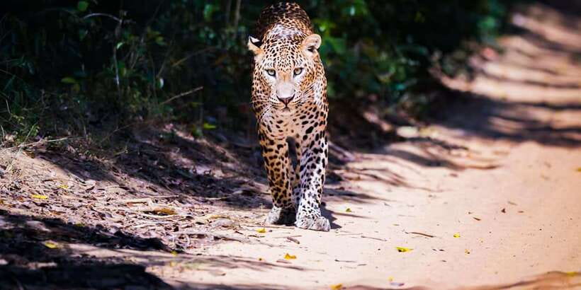 Anuradhapura: Full-Day Wilpattu All Inclusive Private Safari - Getting there from Anuradhapura: a long day, but a simple one