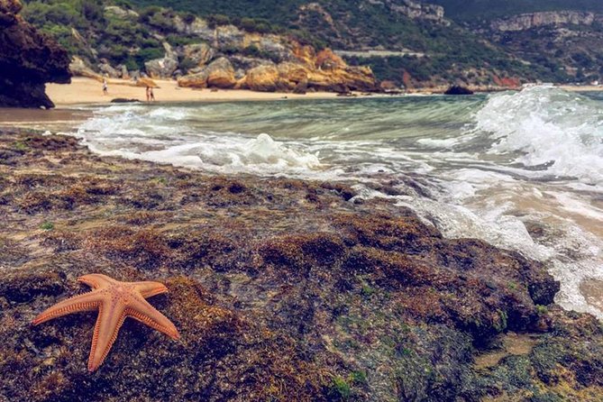 Arrabida Safari – Europe's Most Beautiful Beach & Hidden Gems - Arrábida Natural Park: The Sea and Rock Show