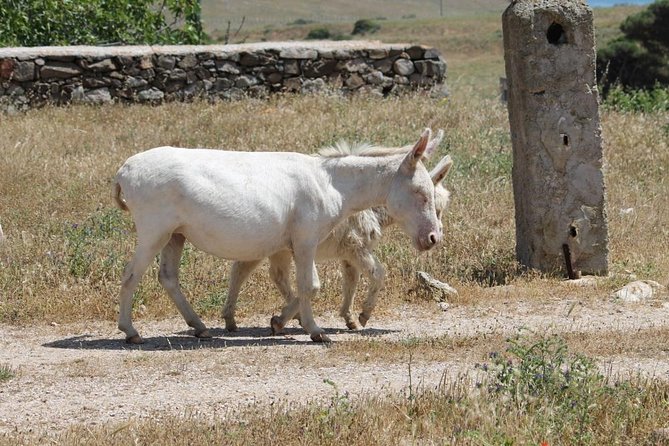 ASINARA ISLAND-TOUR full day Minivan in the National Park - Campo Perdu and the riding school: history meets animals