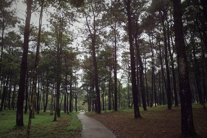 Ba Vi National Park Private Tour: Sightseeings & Jungle Hikking - Bavi Church Ruins in the Pine Forest: A French Relic in Plain Sight