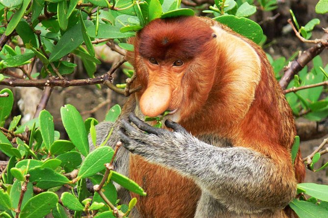 Bako National Park - Rainforest Trekking: Seven Ecosystems Means Different Footing and Different Views