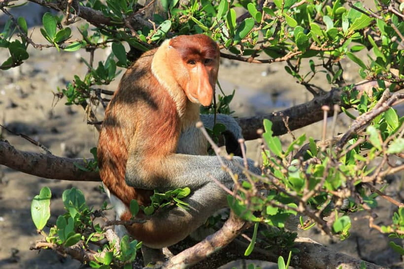 Bako National Park - Group-Day Reality: Guide Quality and the Limits of Wildlife Promises