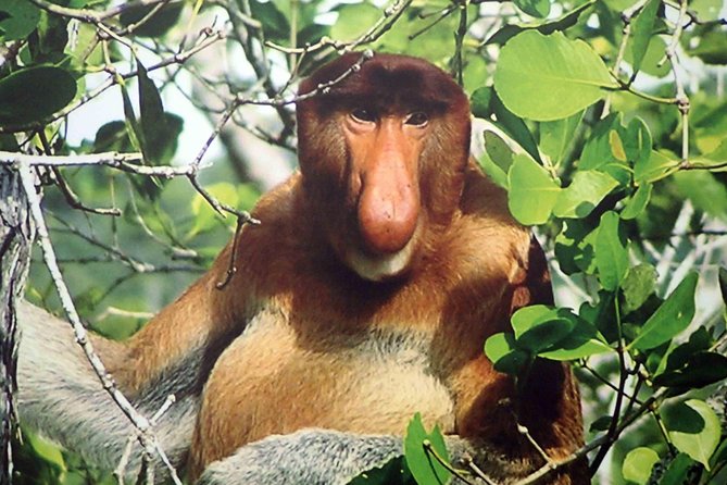 Bako National Park - Morning Logistics From Kuching: The 8:00 Start That Sets the Tone