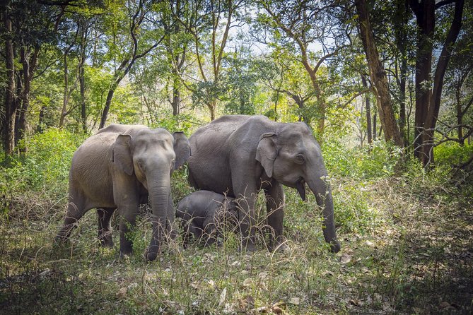 Bangalore to Nagarhole National Park: Wilderness Retreat - Key things to know before you go