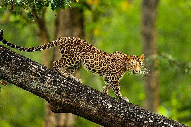Bangalore to Nagarhole National Park: Wilderness Retreat - Leaving Bangalore for Nagarhole: how the transfer really helps