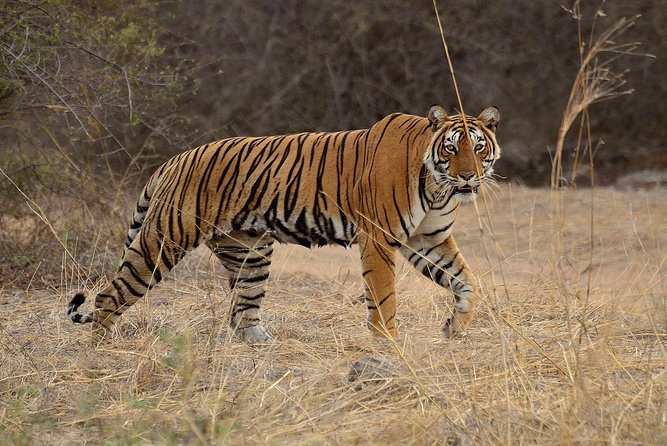 Bangalore to Nagarhole National Park: Wilderness Retreat - Day 1: boat safari on Kabini waters (and why this opening day is useful)