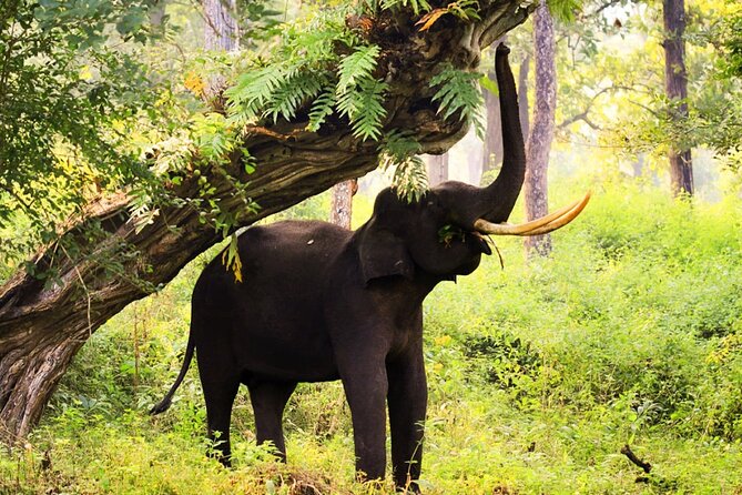 Bangalore to Nagarhole National Park: Wilderness Retreat - Who this tour suits (and who might want a different style)