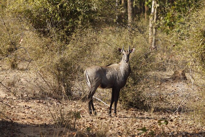 Bardia National Park package with Tiger Tops Karnali lodge - Tiger Tops Karnali Lodge: comfort, food, and a nature-first setup