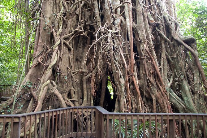Barron Gorge and Kuranda National Park Half Day Rainforest and Waterfall 4WD Tour from Cairns - Quick hits: what makes this Cairns 4WD tour special