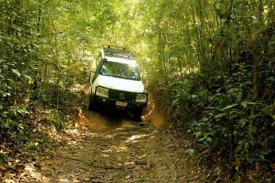 Barron Gorge and Kuranda National Park Half Day Rainforest and Waterfall 4WD Tour from Cairns - Wet Tropics rainforest stop: what you actually learn (and what you notice)