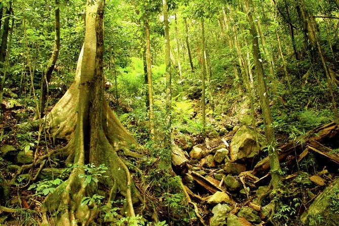 Barron Gorge and Kuranda National Park Half Day Rainforest and Waterfall 4WD Tour from Cairns - Comfort and group size: what up to 13 feels like