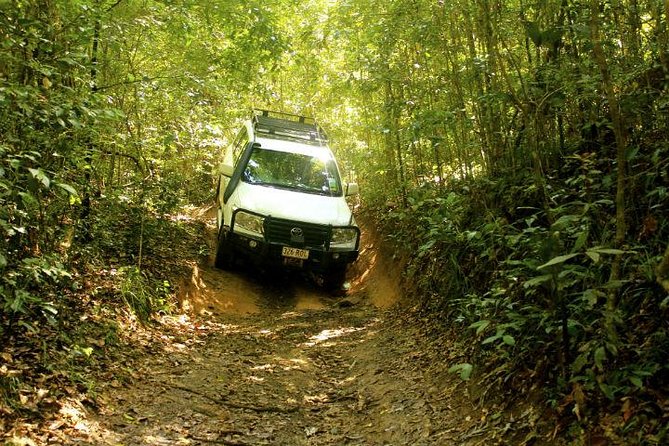 Barron Gorge and Kuranda National Park Half Day Rainforest and Waterfall 4WD Tour from Cairns - Wet Tropics rainforest stop: what you actually learn (and what you notice)