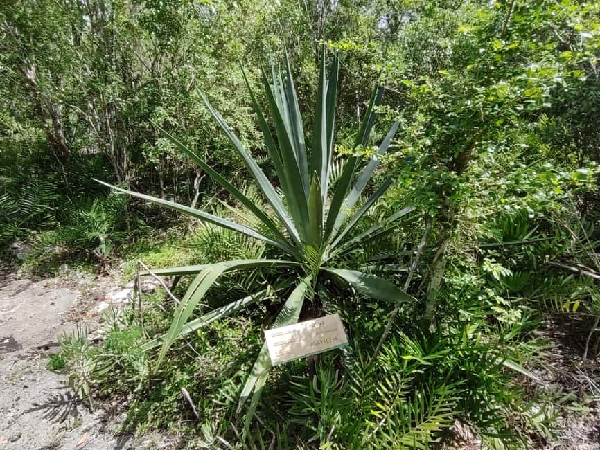 Bayahibe: National Park Jungle Walk & Snorkeling in Cenotes - What to pack for the jungle + cave combo