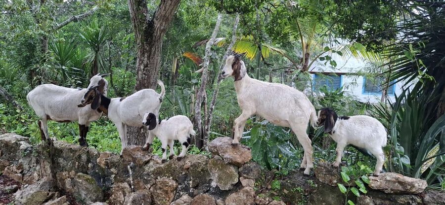 Bayahibe: National Park Jungle Walk & Snorkeling in Cenotes - Snorkeling in Cenote Chicho: what it’s like under stalactites
