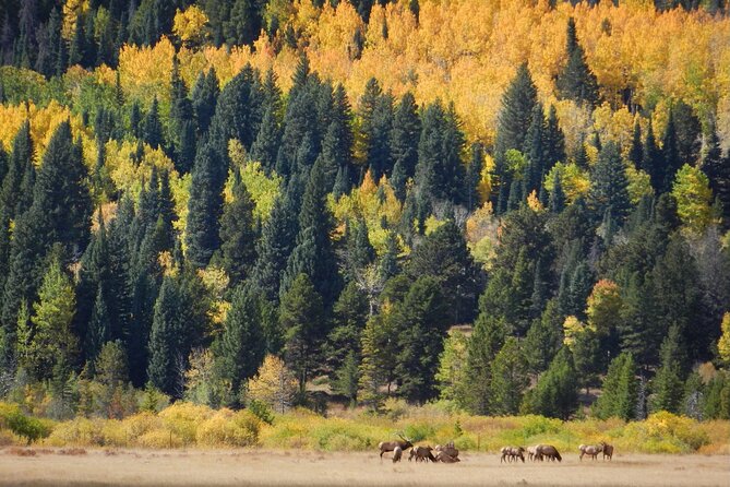 Bear Lake Road Rocky Mountain National Park Private Tour - Timed entry and the entrance fee: know the real cost