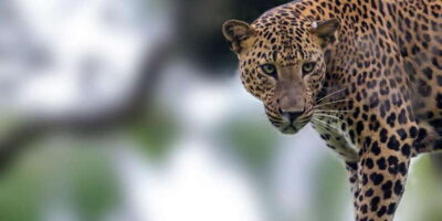 Bentota: Yala National Park Safari Jeep Tour in a 4x4 - Air-conditioned pickup and the road to Kotapola/Yala