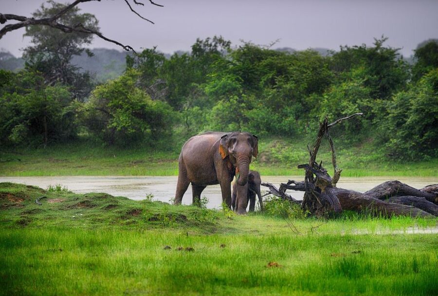 Bentota: Yala National Park Safari Jeep Tour in a 4x4 - The other reality: crowds, noise, and a bumpy ride