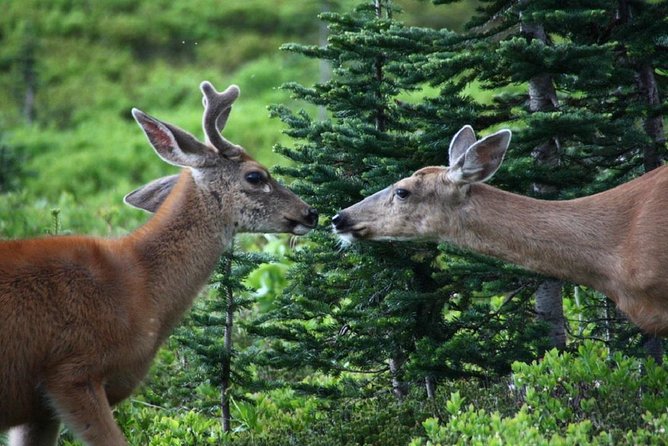 Best of Mount Rainier National Park from Seattle: All-Inclusive Small-Group Tour - From Sheraton Grand Seattle to the Nisqually Vista Trail