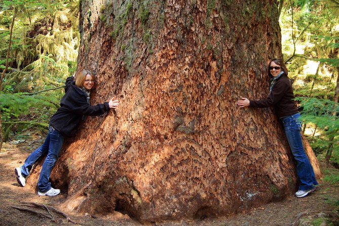 Best of Olympic National Park from Seattle: All-Inclusive Small-Group Day Tour - Price and What Your $368 Buys You (Beyond the Sticker)