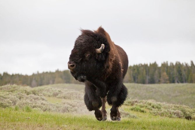 Best of Yellowstone - Guided National Park Safari Tour - Why This Yellowstone Safari Starts in Jackson Hole (and Why That Matters)