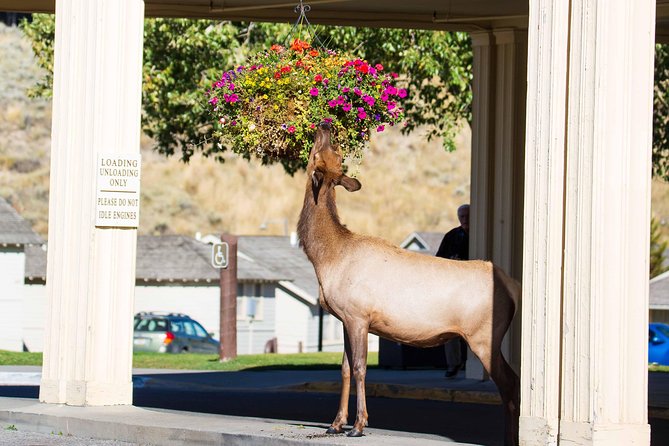 Best of Yellowstone - Guided National Park Safari Tour - Hayden Valley: When Wildlife Watching Has a Real Time Slot
