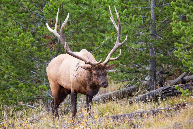 Best of Yellowstone National Park from Gardiner - Private Tour - Hayden Valley and Yellowstone Lake: wildlife time and big geology