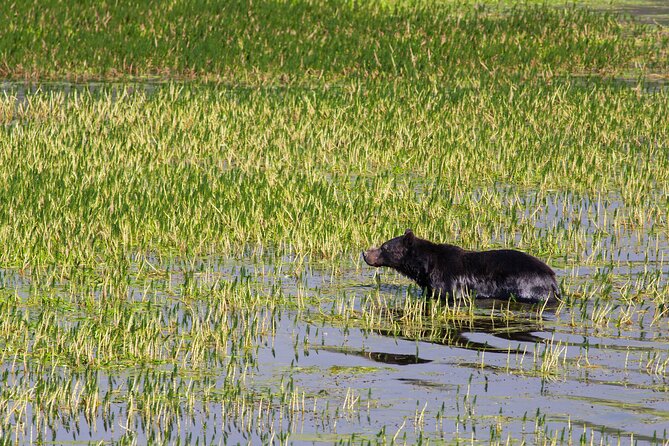 Best of Yellowstone National Park from Gardiner - Private Tour - What’s included: lunch, scopes, and the comfort buffer