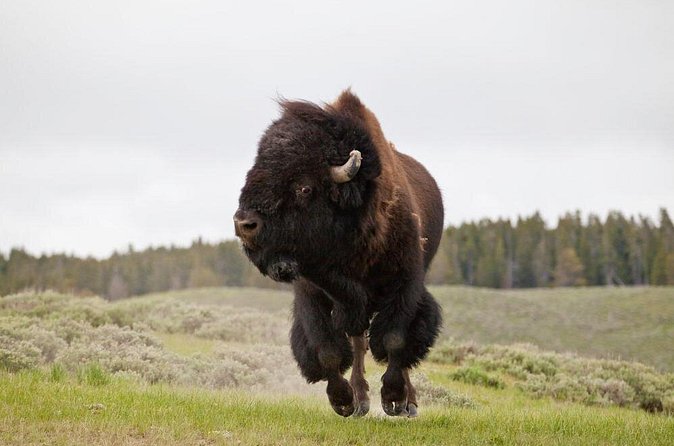 Best of Yellowstone Private National Park Safari Tour - Yellowstone Lake and the Continental Divide Trail (Stops 2–3): Big Views, Quick Stops