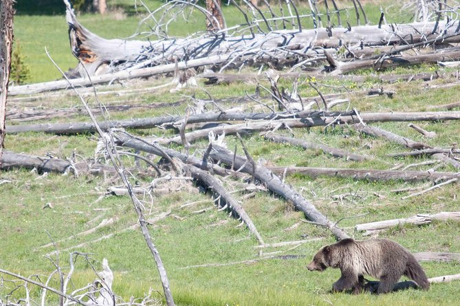 Best of Yellowstone Private National Park Safari Tour - Upper Geyser Basin and Canyon Village Area (Stops 4–5): Short Stops, Better Seeing