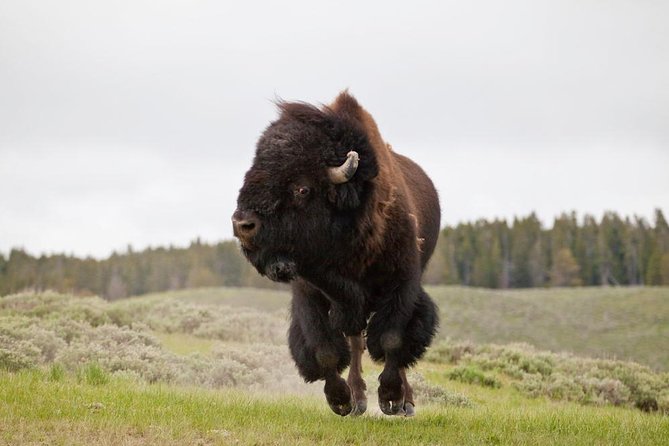 Best of Yellowstone Private National Park Safari Tour - The Gear and Food That Make a Long Day Easier