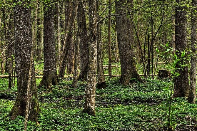 Bialowieza National Park Small Group Tour from Warsaw with Lunch included - Key takeaways before you go