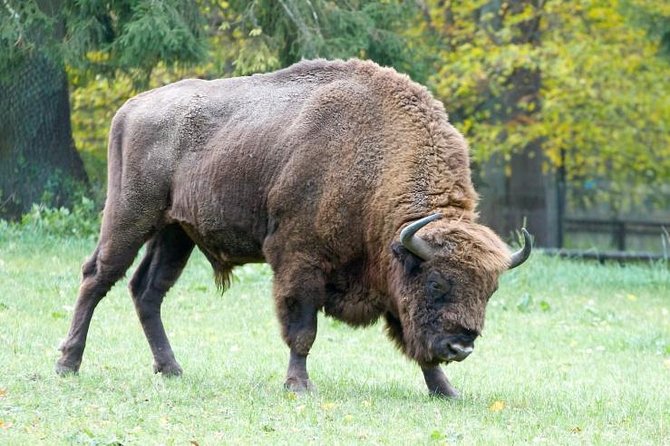 Bialowieza National Park Small Group Tour from Warsaw with Lunch included - Getting there from Warsaw: pickup, timing, and comfort in a small group