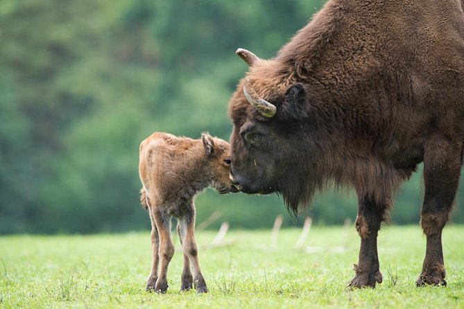 Bialowieza National Park Small Group Tour from Warsaw with Lunch included - The forest guide matters more than you think