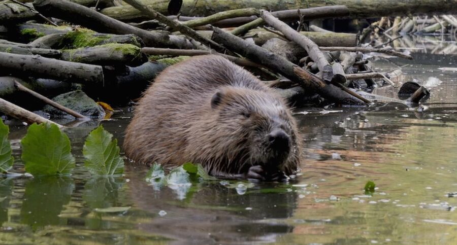 Biesbosch: Boat Cruise through National Park - Who Should Book This Cruise (and Who Might Prefer Something Else)
