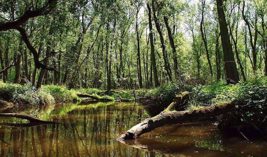 Biesbosch: Boat Cruise through National Park - Should You Book the Biesbosch Boat Cruise?