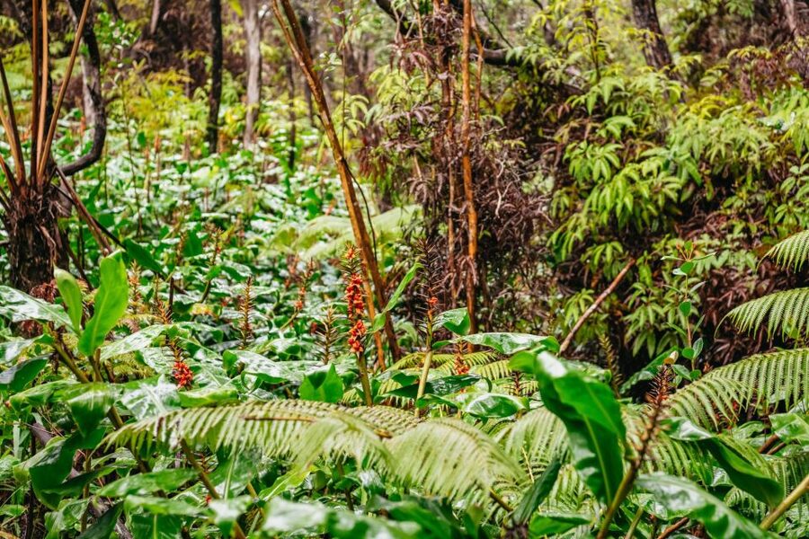 Big Island: Hawai'i Volcanoes National Park Guided Hike - Who should book this guided hike (and who shouldn’t)