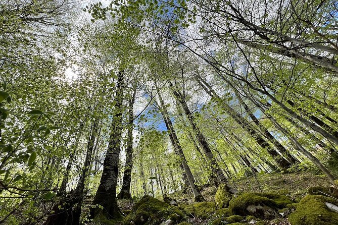 Biogradska Gora National Park Tour with Optional Add-Ons - Price and what you’re really getting for $165.65