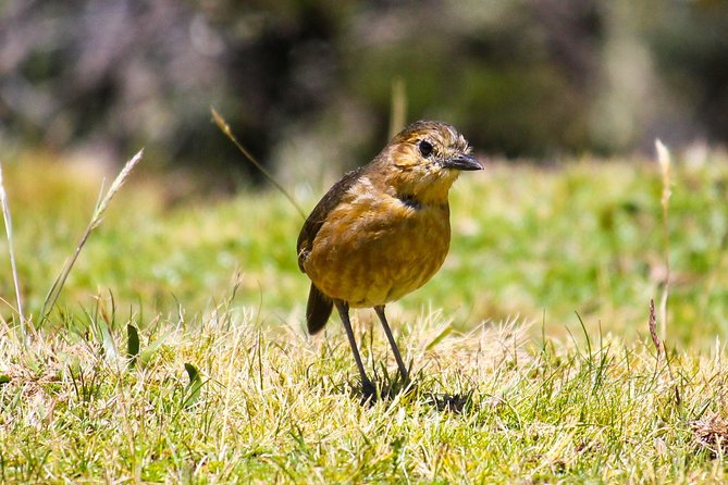 Birdwatching Tour in Cajas National Park from Cuenca - Cuenca Departure at 6:30 am: How the Day Really Starts