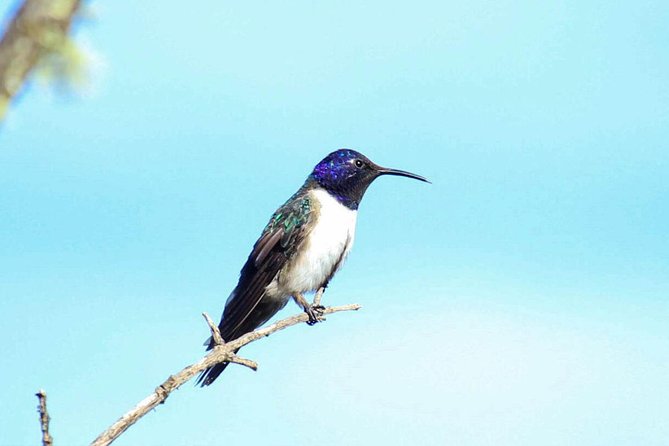 Birdwatching Tour in Cajas National Park from Cuenca - Stop 1: Middle Park Birding Around 3,800 m (12,800 ft)