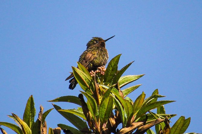 Birdwatching Tour in Cajas National Park from Cuenca - What’s Included (and Why It Feels Fair for $99.99)